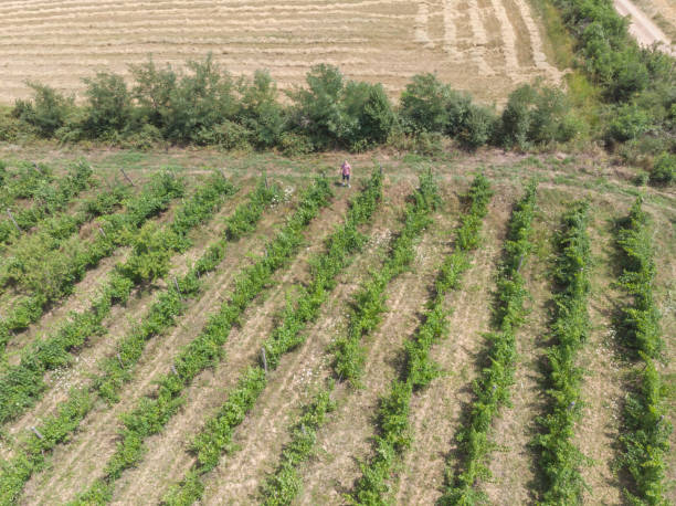 istock Farmer at his abundant vineyard 1330578834