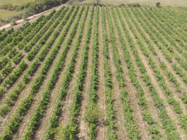 istock Vineyard agricultural field 1330578841