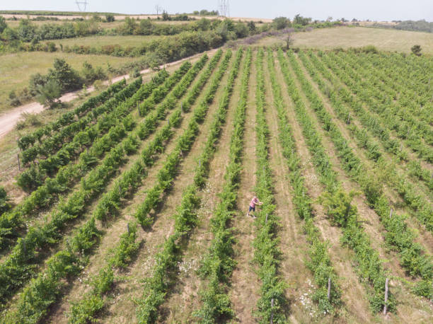 istock Farmer at his abundant vineyard 1330578867