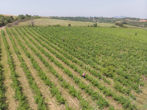 istock Farmer at his abundant vineyard 1330578869