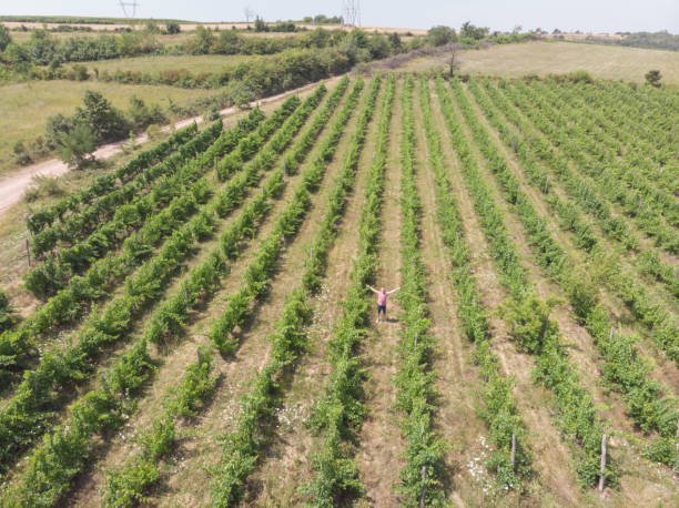 istock Farmer at his abundant vineyard 1330578873