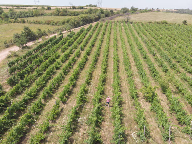 istock Farmer at his abundant vineyard 1330578876