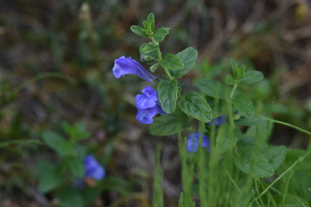 istock Scuterllaria strigillosa flowers. 1330579715