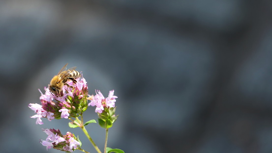 Bavaria, Germany.  Close-up of Origanum vulgare and the bee.