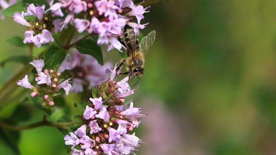 Bavaria, Germany.  Close-up of Origanum vulgare and the bee.