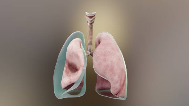 3d Illustration of Pneumothorax, Normal lung versus collapsed, symptoms of pneumothorax, pleural effusion, empyema, complications after a chest injury, air in the pleural space, 3d Render stock photo