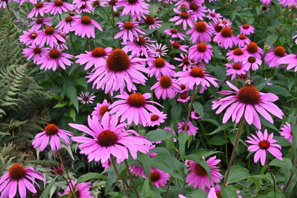 istock Eastern purple coneflower garden 1330582086