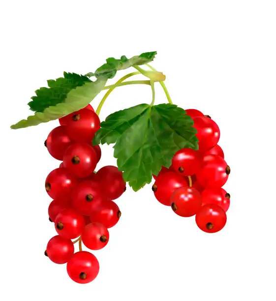 Vector illustration of Red currants with green leaves