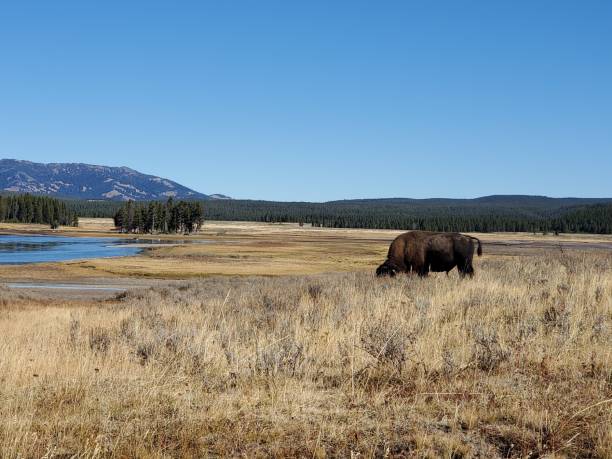 istock Bison in Yellowstone Grassland 1330583107
