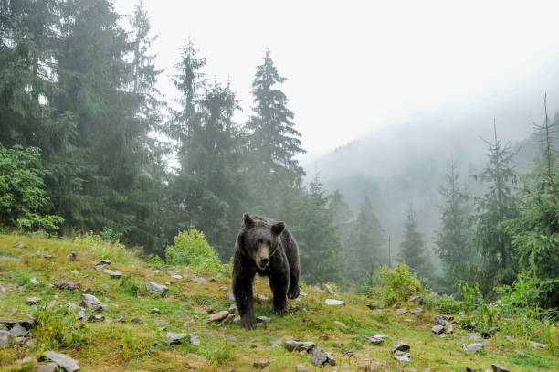 istock Wild  Brown Bear (Ursus Arctos) in the forest. 1330583292