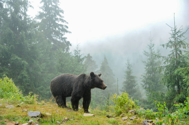 istock Wild  Brown Bear (Ursus Arctos) in the forest. 1330583306