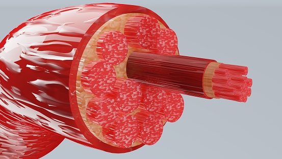 3d Illustration of Muscle Type: Heart muscle - cross section through muscle with muscle fibers visible - 3D Rendering