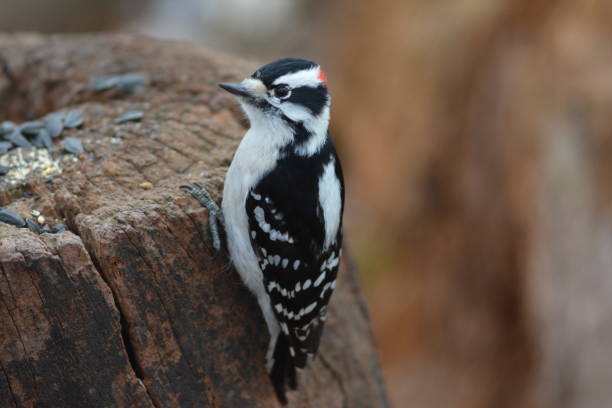 Downy woodpecker clinging to stump