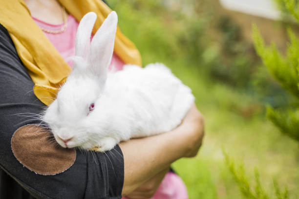 istock Cute, soft and furry 1330584274
