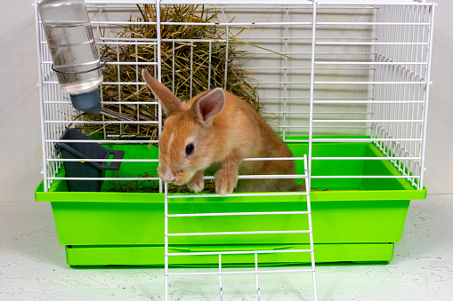 Red-eared rabbit on in a cage. A beautiful pet. Fluffy animal, fur. Home, joy