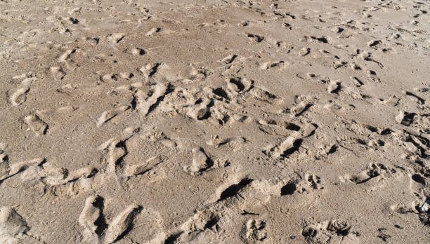 istock Background with many footprints in the sand 1330585456