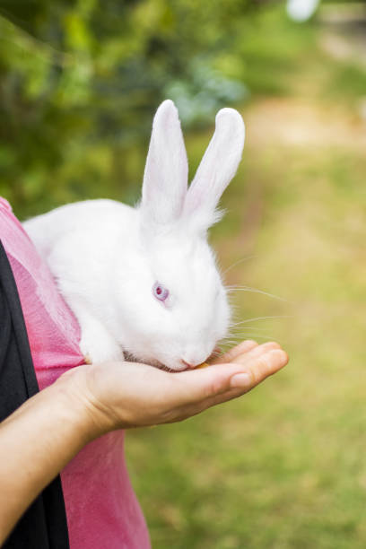 istock Cute, soft and furry 1330585716