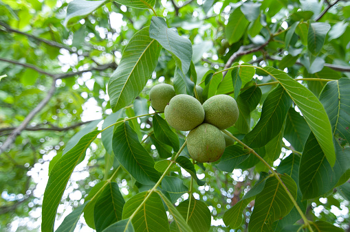 Unripe, green-shelled walnuts on the tree, among the leaves