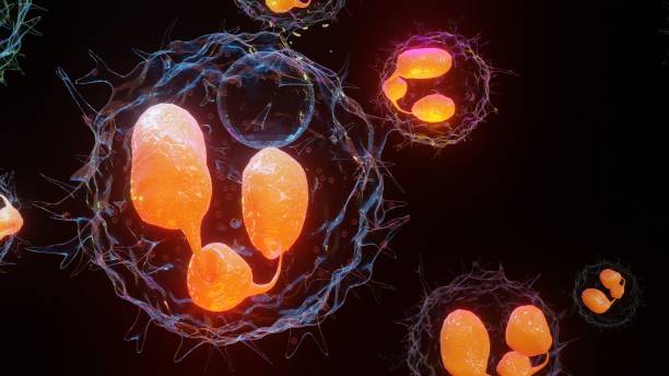 ilustración 3d de fagocitosis. neutrófo que utiliza su membrana plasmática para engullir bacterias. de endocitosis a exocitosis. proceso de digestión en fagocitos. sistema inmunológico, render 3d - antibody human immune system antigen microbiology fotografías e imágenes de stock