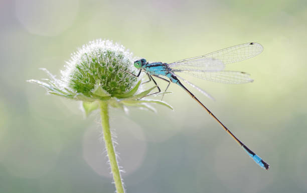 istock Dragonfly green Coenagrion armatum 1330586311