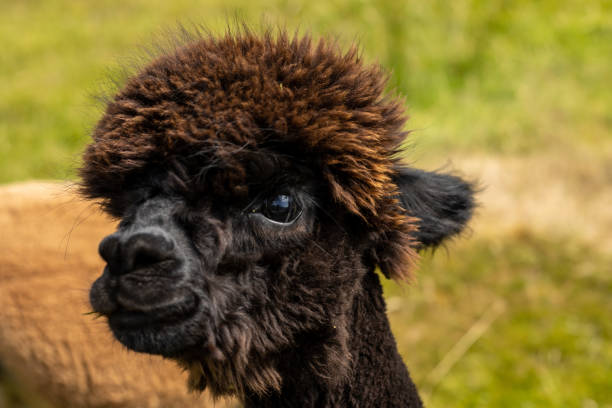 istock Disco Alpaca ready to hit the town 1330587121