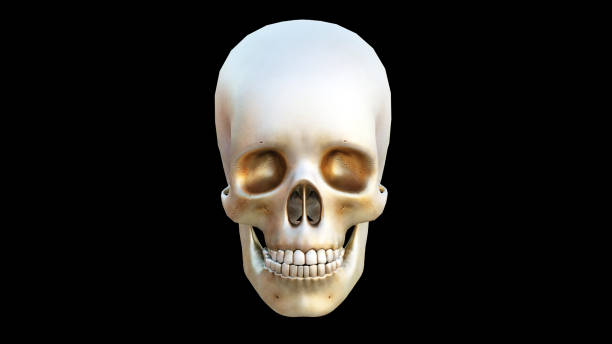 3d illustration of human skull on black background, 3d render stock photo