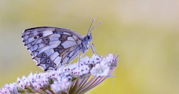 istock Butterfly Melanargia galathea, copy space 1330587514