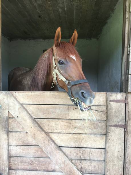 istock Horse eating hay 1330587542