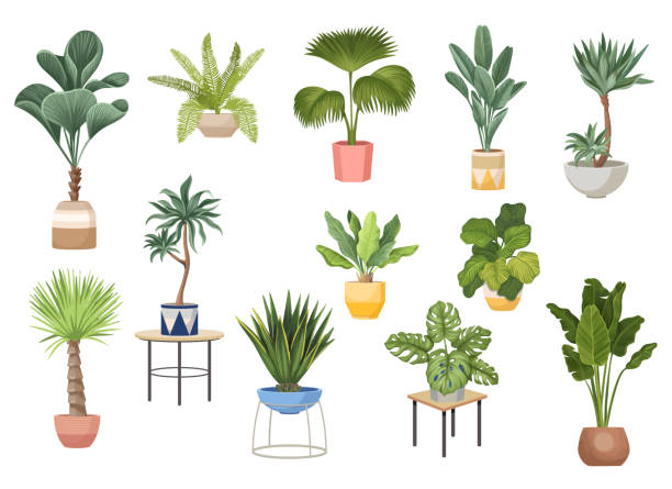 set von topfpalmen ficus, agave, monstera und dracaena, banane, chinesischer fächerbrunnen heimische pflanzen in blumentöpfen - tropischer baum stock-grafiken, -clipart, -cartoons und -symbole