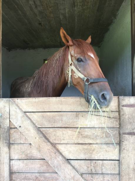 istock Horse eating hay 1330588478