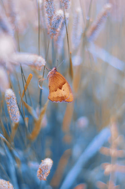 A beautiful butterfly in shades of brown, orange