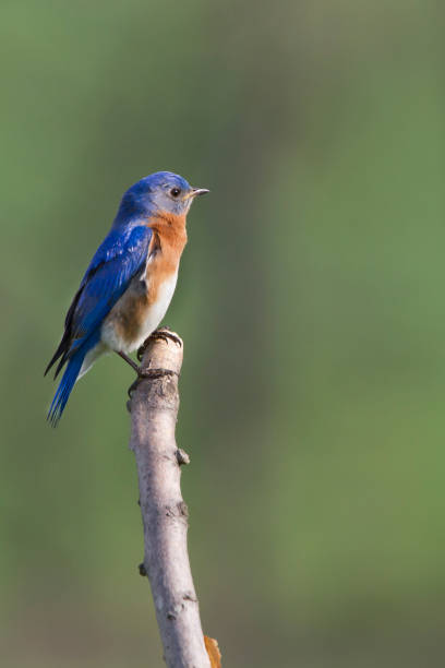 istock Male Eastern bluebird Perched on the end of a Branch 1330588897
