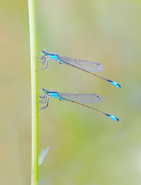 istock Dragonfly green Coenagrion armatum 1330589794