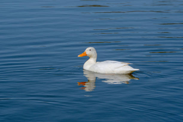 istock Female white mallard duck 1330589863