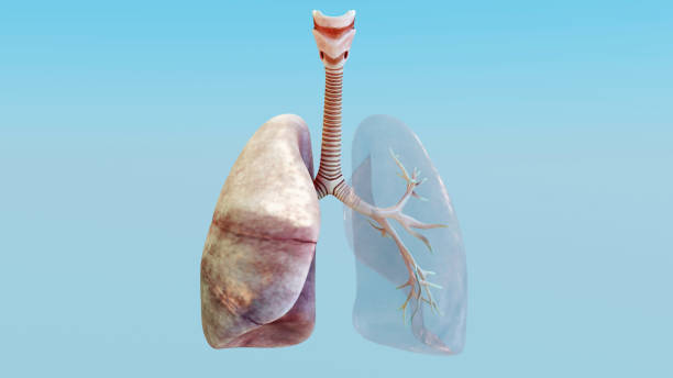 3d illustration of human respiratory system, healthy lung, Medically accurate, 3d render stock photo