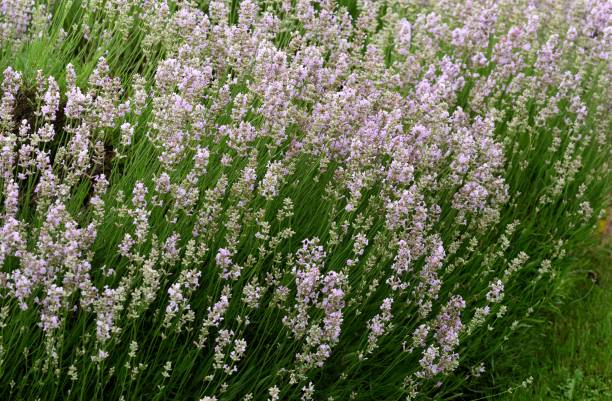 istock A drift of English Lavender. 1330591120