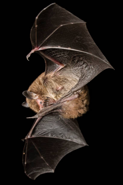 istock A Daubenton’s bat eating its prey on the wing 1330591913