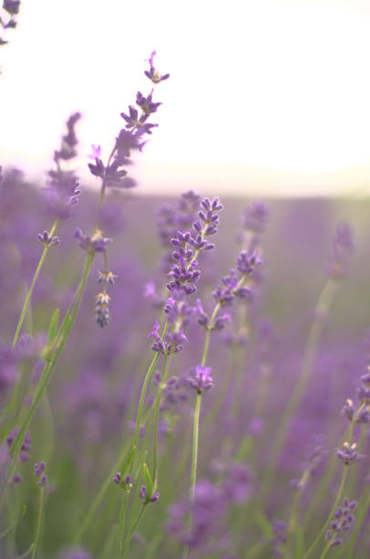 istock Lavender flowers on the sunset 1330591926