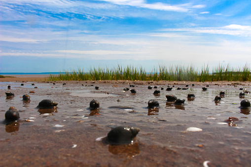 Black  Mollusk shells on a sandy beach in the Bay of Fundy in New Brunswick Canada