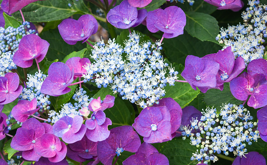 The purple and soft blue colors of a hydrangea flower in a Cape Cod garden.