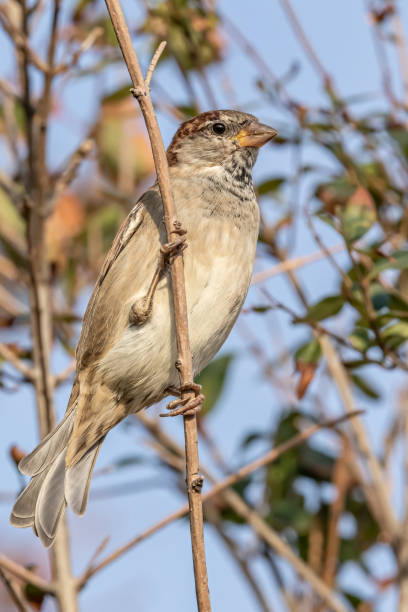 istock House sparrow. Passer domesticus 1330593162