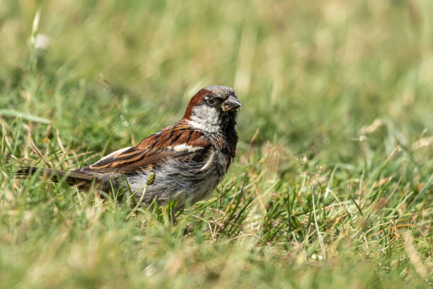 istock House sparrow. Passer domesticus 1330593192