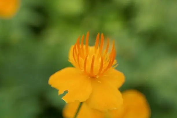 Flower of an Asian globeflower, Trollius asiaticus