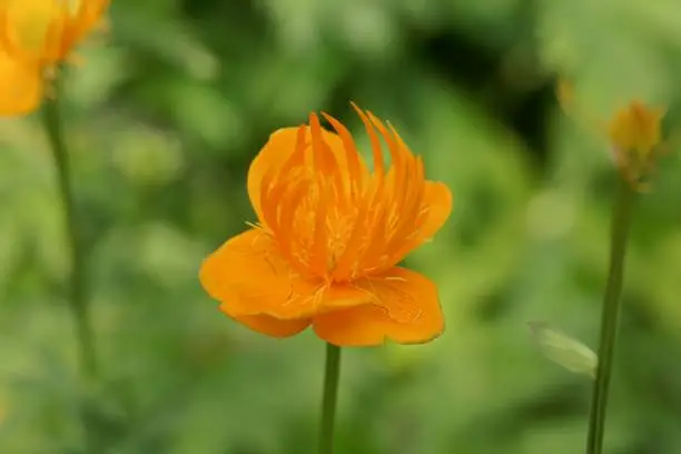 Flower of an Asian globeflower, Trollius asiaticus