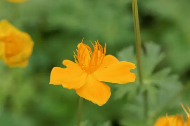 Flower of an Asian globeflower, Trollius asiaticus