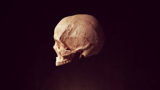 istock Skull Head Dead Bone Skeleton Anatomy Halloween 1330593584