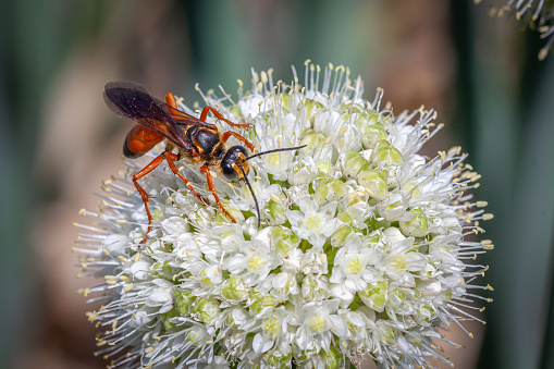 A large golden sphex forages a garlic flower.