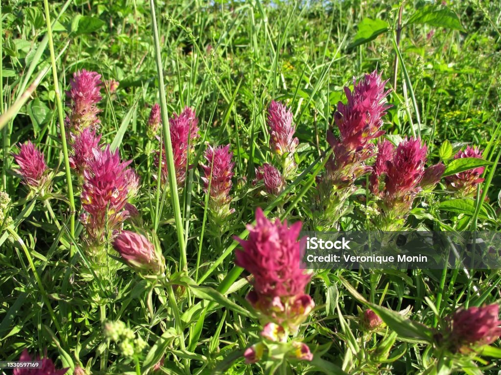 Field Cow-Wheat (Fr : Mélampyre des champs) pink flowers Bright horizontal close-up outdoors of a flowering field melampyrum bed (Melampyrum arvense). Grassy area in the background. Mercurey, Saône et Loire, France. May 2020 Abundance Stock Photo