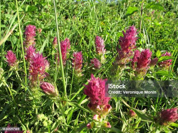 Field Cowwheat Pink Flowers Stock Photo - Download Image Now