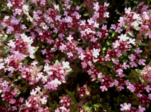 istock Breckland thyme (Fr : Thym serpolet) pink flowers 1330597170